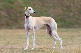 galgo español