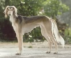 Saluki