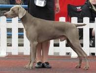 
Weimaraner