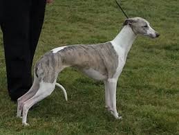 Las 10 Razas de Perros Más Rápidas del Mundo